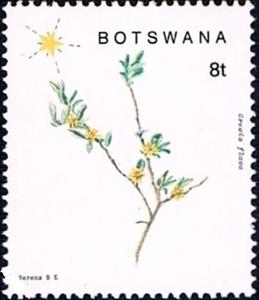 Stamp, Grewia flava, Botswana,  , Plants (Flora)