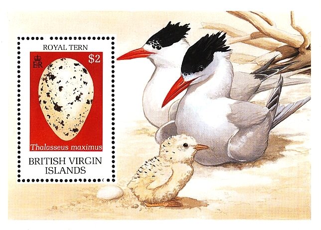 Royal Tern (Thalasseus maximus) - Egg
