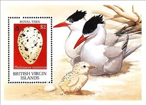 Souvenir Sheet, Royal Tern (Thalasseus maximus) - Egg, British Virgin Islands,  , Birds