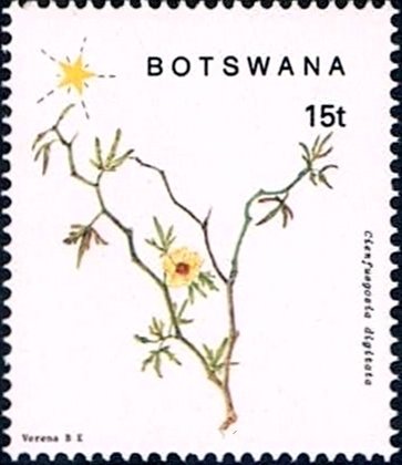 Cienfuegosia digitata