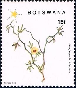 Stamp, Cienfuegosia digitata, Botswana,  , Plants (Flora)