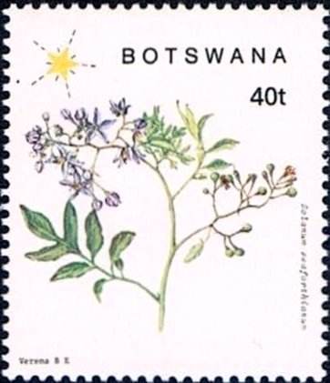 Solanum seaforthianum