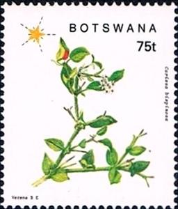 Stamp, Carissa bispinosa, Botswana,  , Plants (Flora)