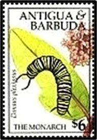 Monarch Butterfly (Danaus plexippus)