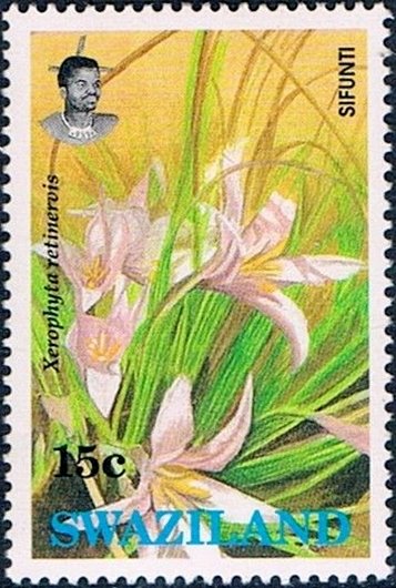 Xerophyta retinervis