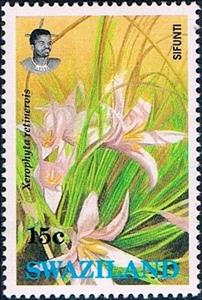 Stamp, Xerophyta retinervis, Swaziland,  , Flowers