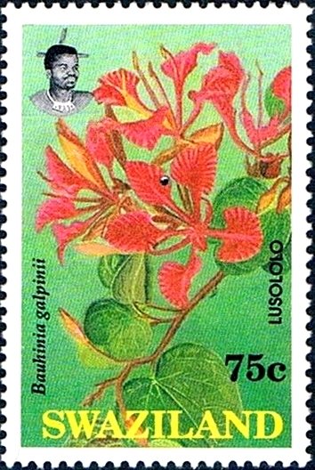 Bauhinia galpinii