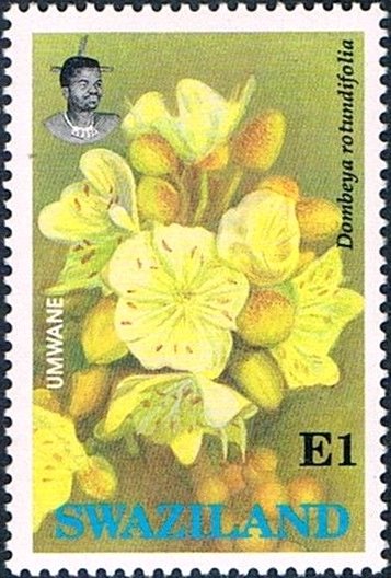 Dombeya rotundifolia