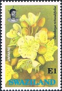 Stamp, Dombeya rotundifolia, Swaziland,  , Flowers