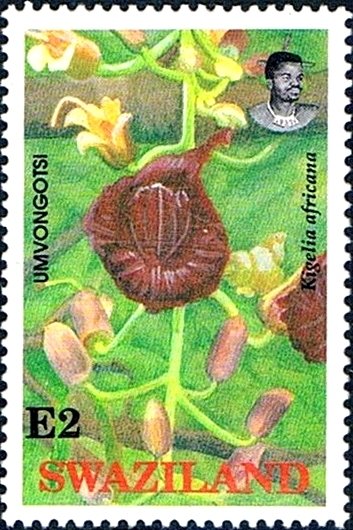 Kigelia africana