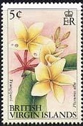 Frangipani