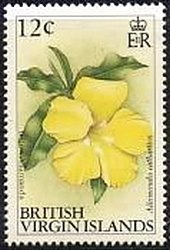 Yellow allamanda