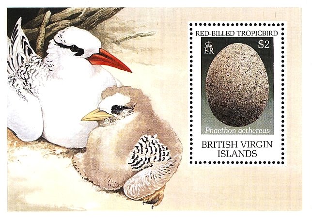 Red-billed Tropicbird (Phaethon aethereus) - Egg