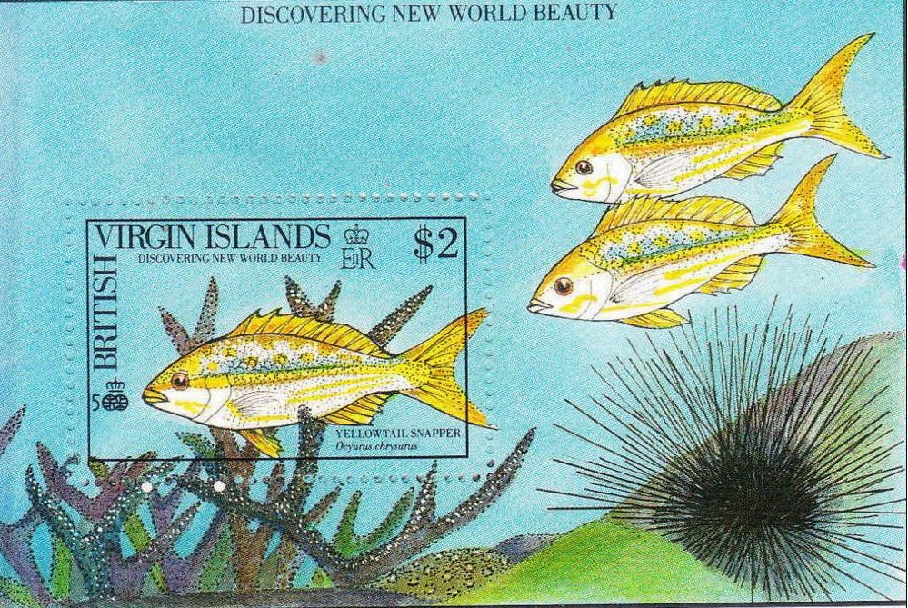 Yellowtail Snapper (Ocyurus chrysurus)