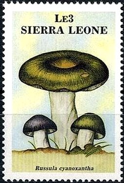 Russula cyanoxantha