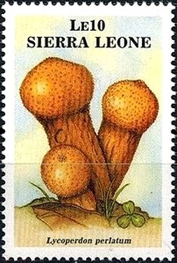 Lycoperdon perlatum