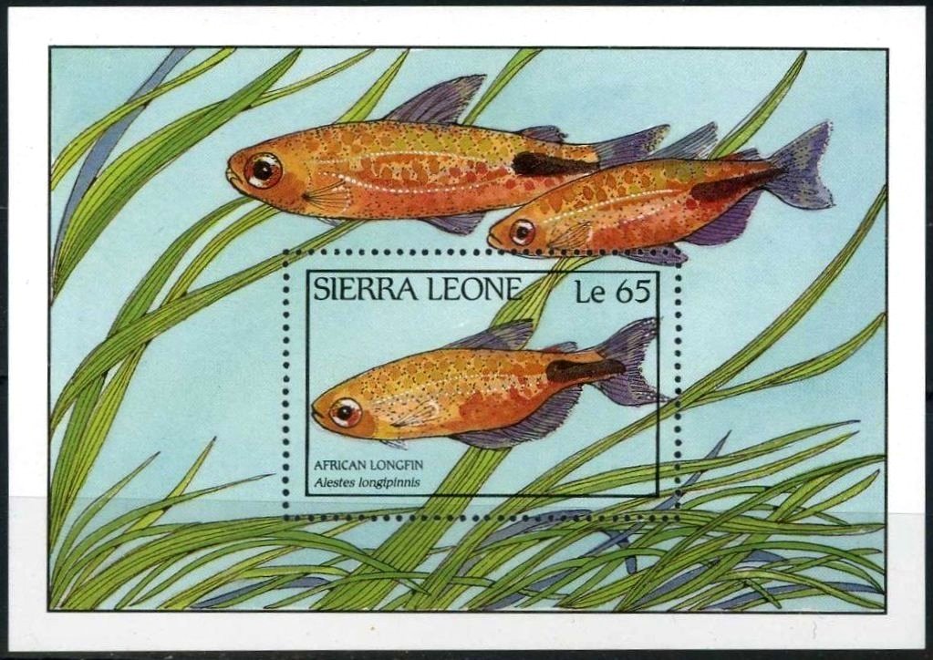 African Long-finned Tetra (Alestes longipinnis)