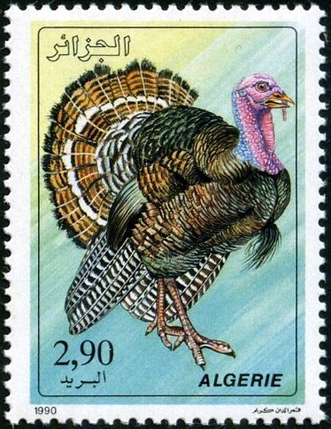 Domesticated Turkey (Meleagris gallopavo)