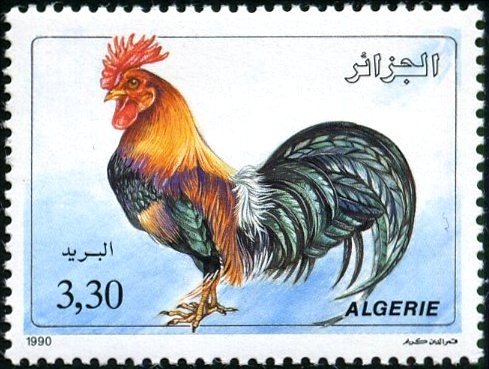 Rooster (Gallus gallus domesticus)