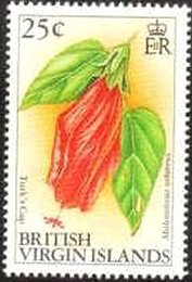 Turk's cap