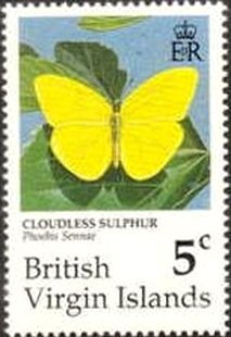 Cloudless Sulphur (Phoebis sennae)