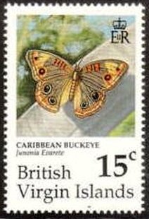 Caribbean Buckeye (Junonia evarete)