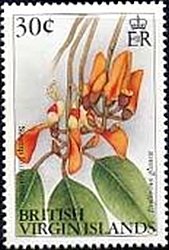 Swamp immortelle