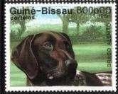 German Shorthaired Pointer (Canis lupus familiaris)