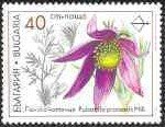 Medicinal Plants - Pulsatilla protensis