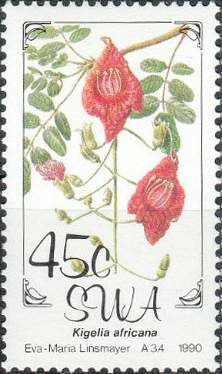 Flowers- Kigelia africana