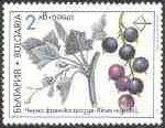 Stamp, Medicinal Plants - Ribes nigrum, Bulgaria,  , Fruits, Plants (Flora)