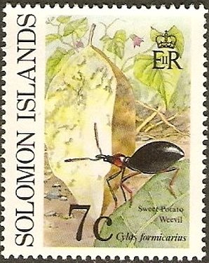 Stamp, Sweetpotato Weevil (Cylas formicarius), Solomon Islands,  , Insects