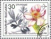 Spring Pasque Flower (Pulsatilla vernalis)