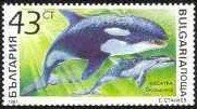 Killer Whale (Orcinus orca)