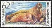 Walrus (Odobenus rosmarus)