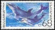 Common Bottlenose Dolphin (Tursiops truncatus)