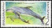 Harbour Porpoise (Phocaena phocaena)