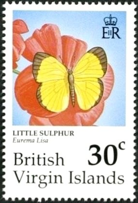 Little sulphur (Eurema lisa)