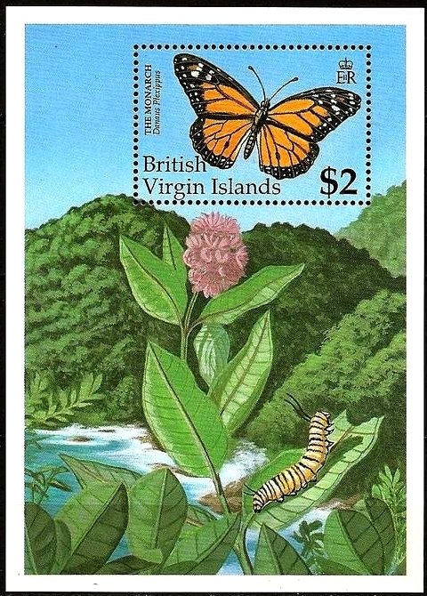 Monarch Butterfly (Danaus plexippus)
