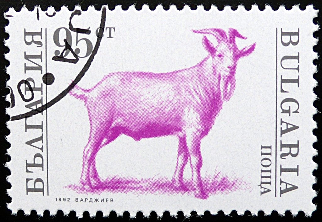 Billy Goat (Capra hircus)
