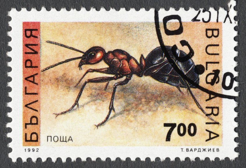 Red Wood Ant (Formica rufa)