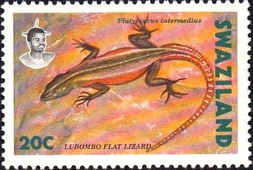 Common Flat Lizard (Platysaurus intermedius)