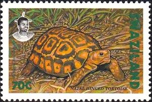 Natal Hinged Tortoise (Kinixys natalensis)