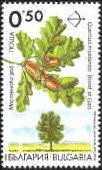 Endemic trees in Bulgaria - Quercus mestensis