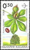 Endemic trees in Bulgaria - Aesculus hippocastanum