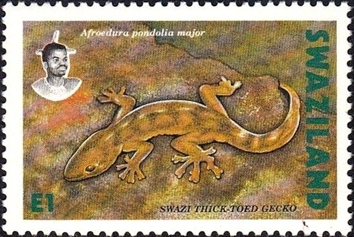 Major Rock Gecko (Afroedura pondolia major)