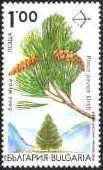 Endemic trees in Bulgaria - Pinus peuce