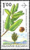 Endemic trees in Bulgaria - Quercus thracica