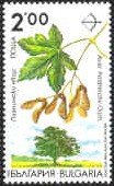 Endemic trees in Bulgaria - Acer heldreichii