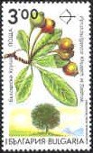 Endemic trees in Bulgaria - Pyrus bulgarica